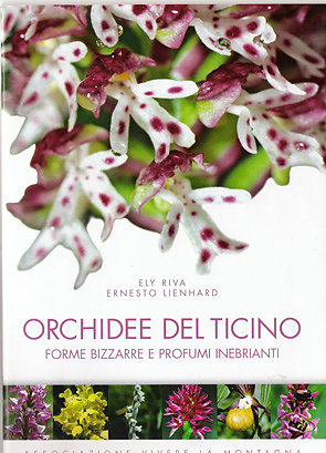 Orchidee.jpg